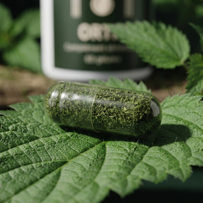 Gélule d’ortie verte en capsule transparente, sur feuilles d’ortie